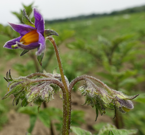 Bl�te von Kartoffelsorte Cilga