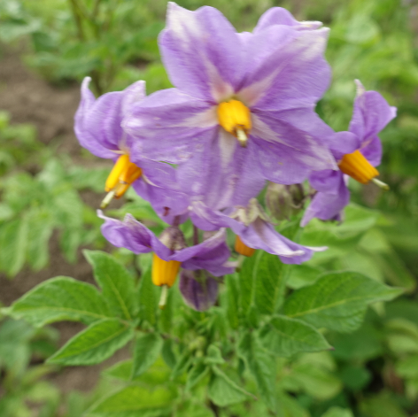 Bl�te von Kartoffelsorte Colegiala