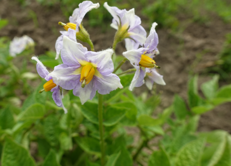 Bl�te von Kartoffelsorte Kasachstan