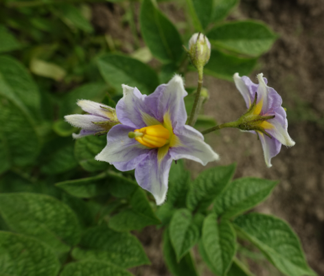 Bl�te von Kartoffelsorte Kasachstan