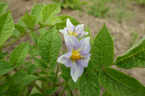 Bl�te von Kartoffelsorte Kasachstan