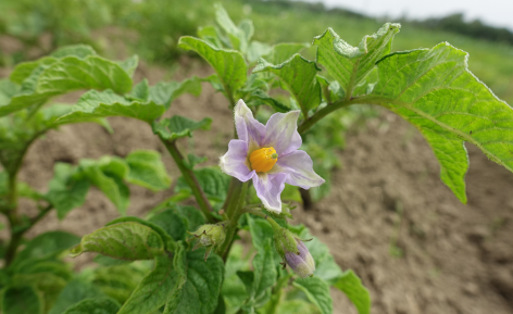 Bl�te von Kartoffelsorte Huevo