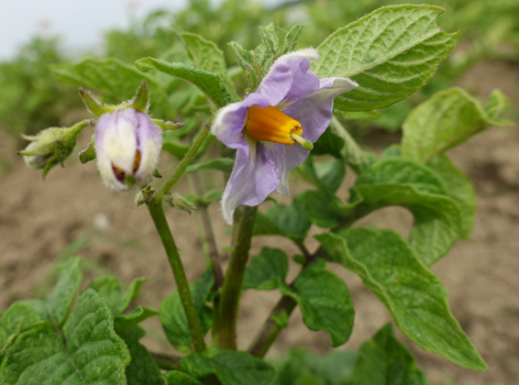 Bl�te von Kartoffelsorte Huevo