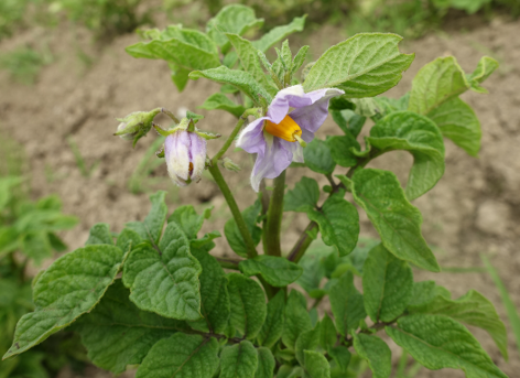 Bl�te von Kartoffelsorte Huevo