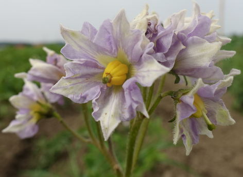 Bl�te von Kartoffelsorte Catrionia