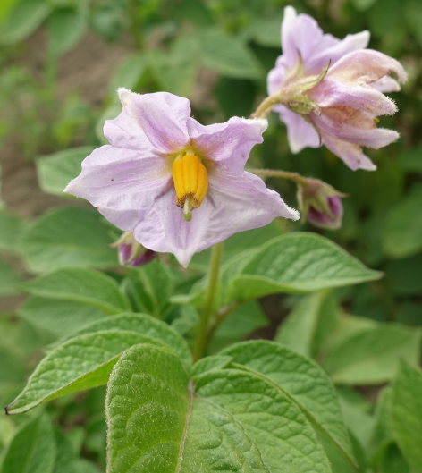 Bl�te von Kartoffelsorte Miss Blush