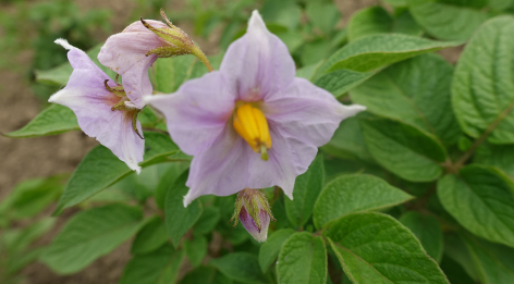 Bl�te von Kartoffelsorte Miss Blush