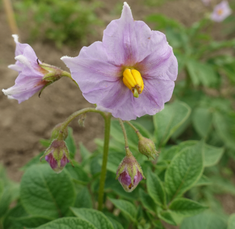 Bl�te von Kartoffelsorte Miss Blush