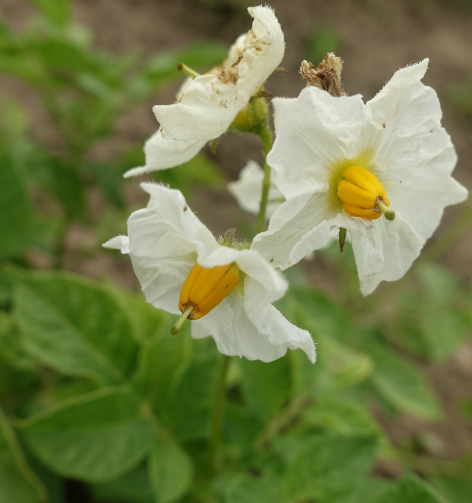 Bl�te von Kartoffelsorte Hindenburg