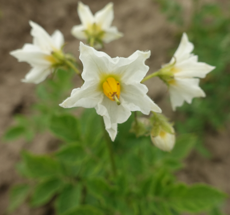 Bl�te von Kartoffelsorte Hindenburg