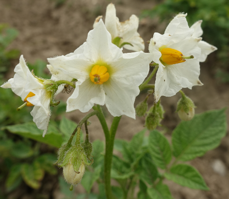 Bl�te von Kartoffelsorte Hindenburg