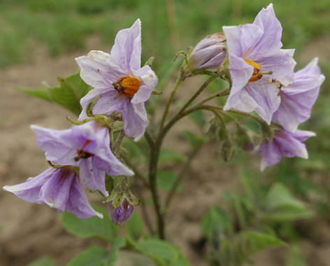 Bl�te von Kartoffelsorte Kuno