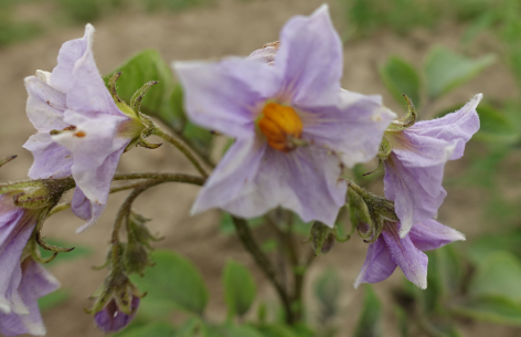 Bl�te von Kartoffelsorte Kuno