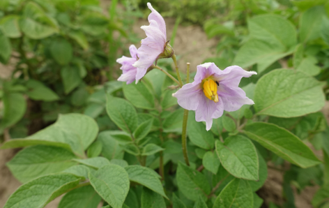 Bl�te von Kartoffelsorte Papa Roja