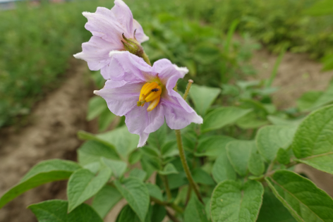 Bl�te von Kartoffelsorte Papa Roja