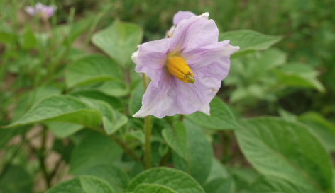 Bl�te von Kartoffelsorte Papa Roja