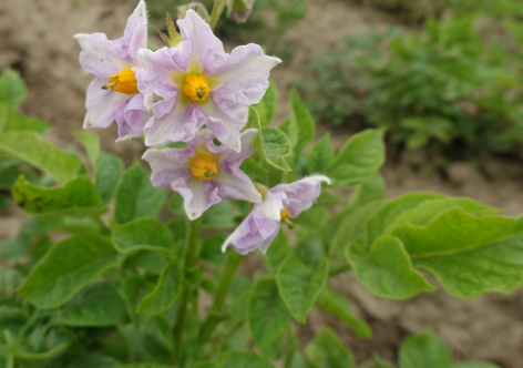 Bl�te von Kartoffelsorte Up To Date