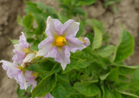 Bl�te von Kartoffelsorte Up To Date