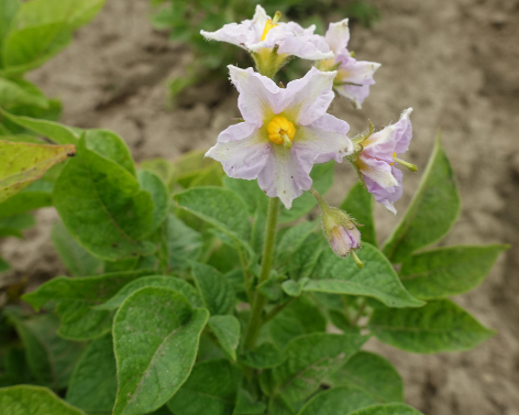 Bl�te von Kartoffelsorte Up To Date