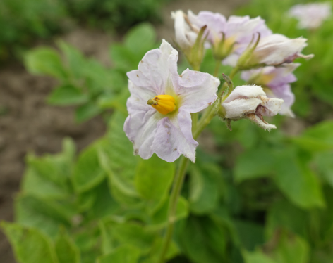 Bl�te von Kartoffelsorte Up To Date