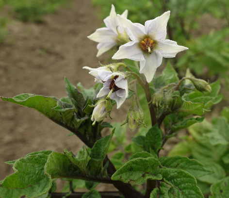 Bl�te von Kartoffelsorte Bergerac