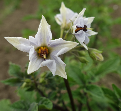 Bl�te von Kartoffelsorte Bergerac