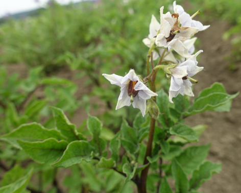 Bl�te von Kartoffelsorte Bergerac