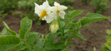 Bl�te von Kartoffelsorte Toronta Bay