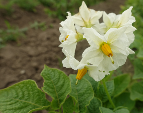 Bl�te von Kartoffelsorte Toronta Bay