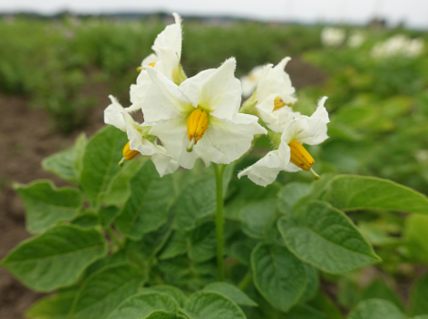 Bl�te von Kartoffelsorte Toronta Bay