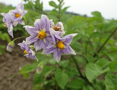 Bl�te von Kartoffelsorte Badenser Blauh�rnchen