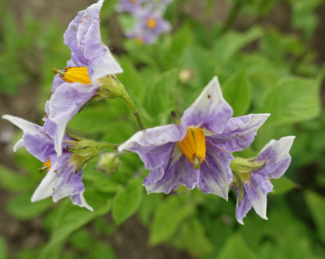 Bl�te von Kartoffelsorte Badenser Blauh�rnchen