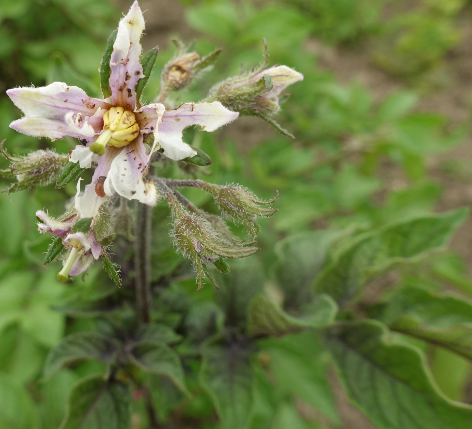 Bl�te von Kartoffelsorte Red Duke of York