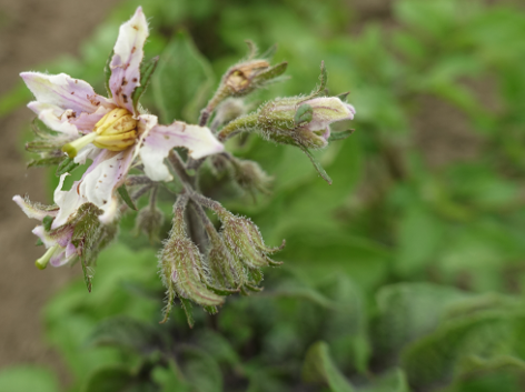 Bl�te von Kartoffelsorte Red Duke of York