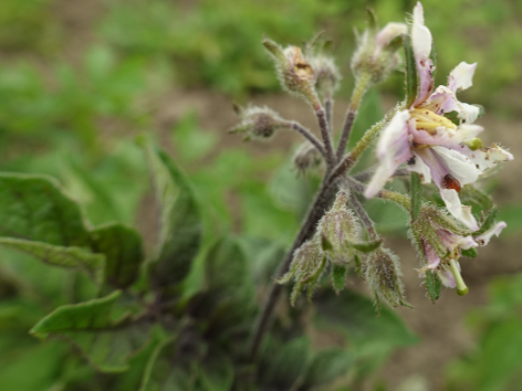Bl�te von Kartoffelsorte Red Duke of York