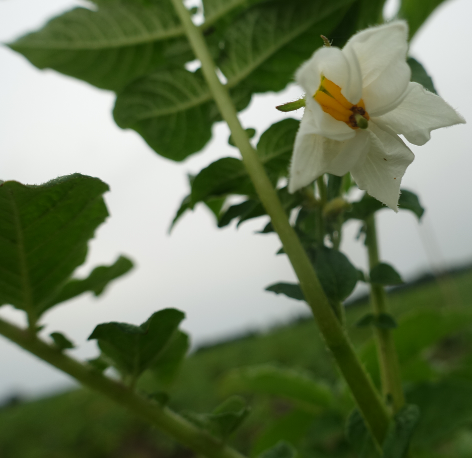 Bl�te von Kartoffelsorte Opperdoezer Ronde
