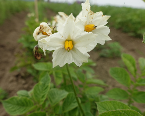 Bl�te von Kartoffelsorte Caribe II