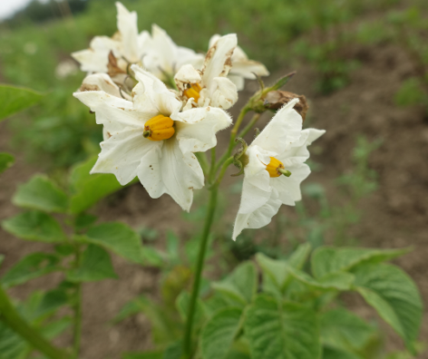 Bl�te von Kartoffelsorte Caribe II