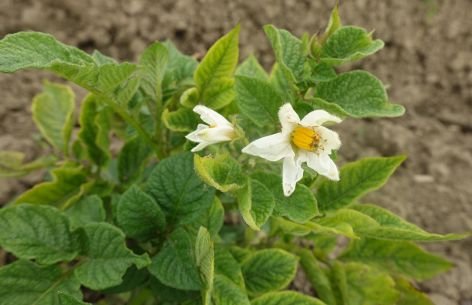 Bl�te von Kartoffelsorte Caribe II (oval)