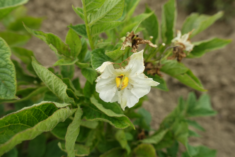 Bl�te von Kartoffelsorte Caribe II (oval)