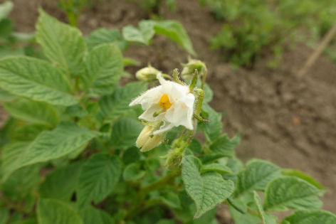 Bl�te von Kartoffelsorte Caribe II (oval)