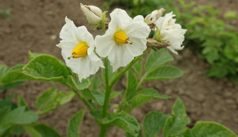 Bl�te von Kartoffelsorte B�lzigs Gelbbl�hende