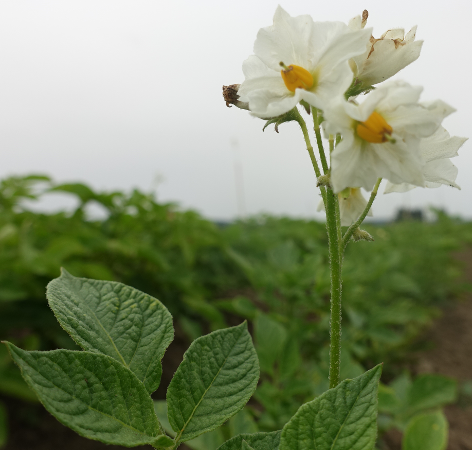 Bl�te von Kartoffelsorte B�lzigs Gelbbl�hende