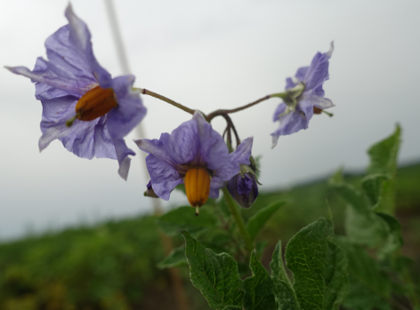 Bl�te von Kartoffelsorte Bonita ojo de Perdiz