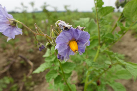 Bl�te von Kartoffelsorte Bonita ojo de Perdiz