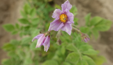 Bl�te von Kartoffelsorte Tanneberg