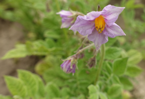 Bl�te von Kartoffelsorte Tanneberg