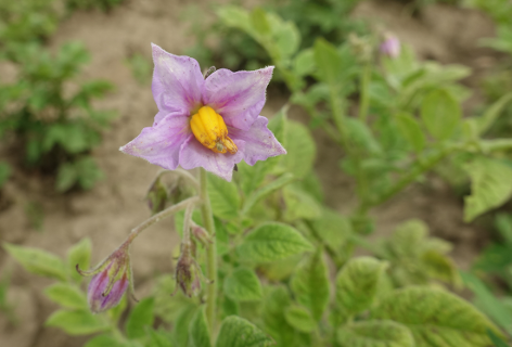 Bl�te von Kartoffelsorte Tanneberg