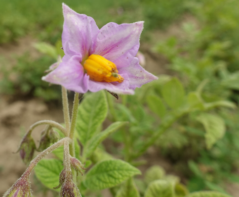 Bl�te von Kartoffelsorte Tanneberg