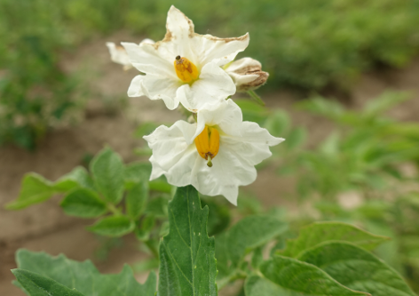 Bl�te von Kartoffelsorte Hansa